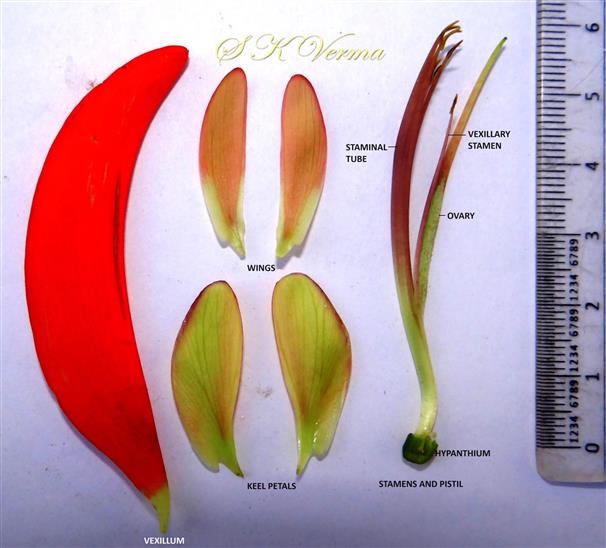  Flower Parts